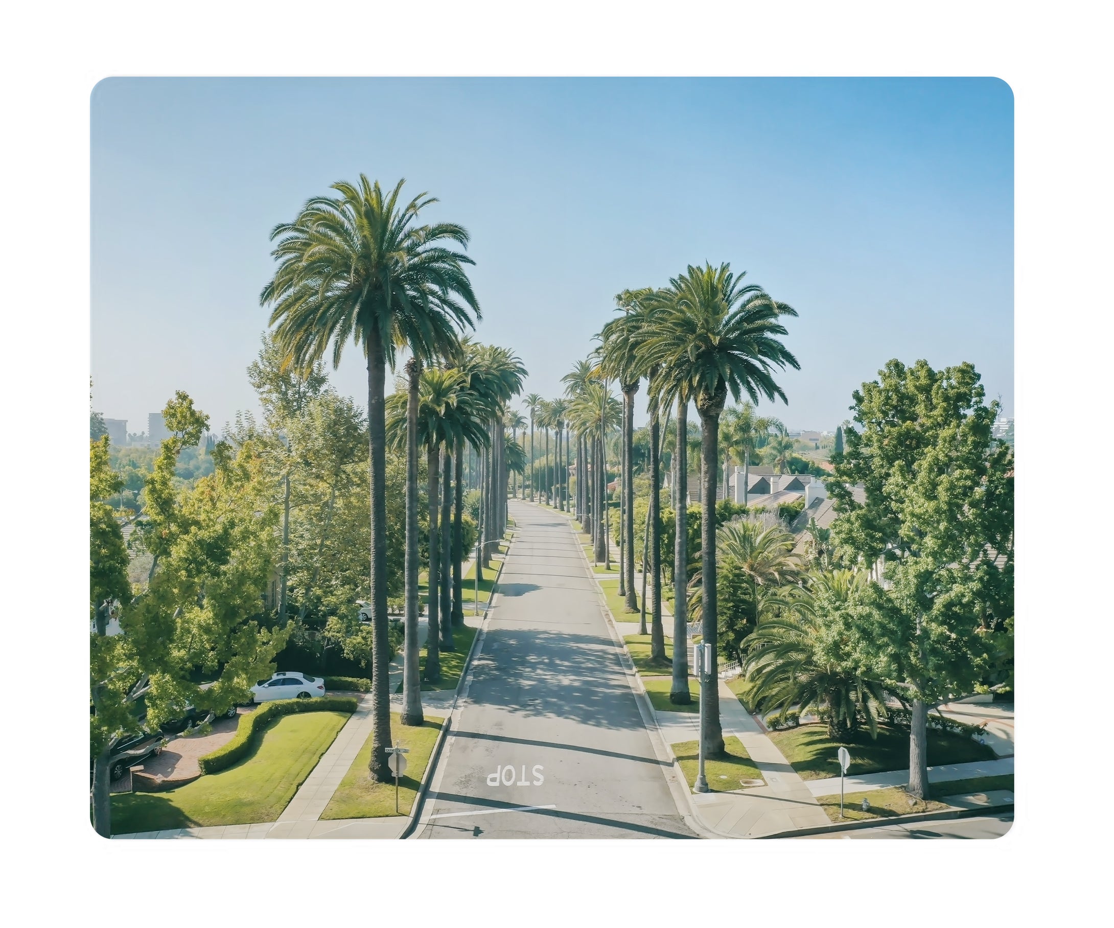 Metal Print - Beverly Palms